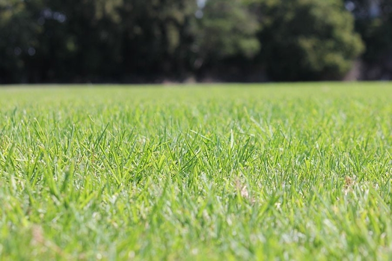 RTF Tall Fescue Lawn Grass Turf Tasmania StrathAyr