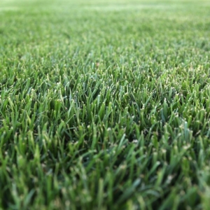 Tall Fescue Turf