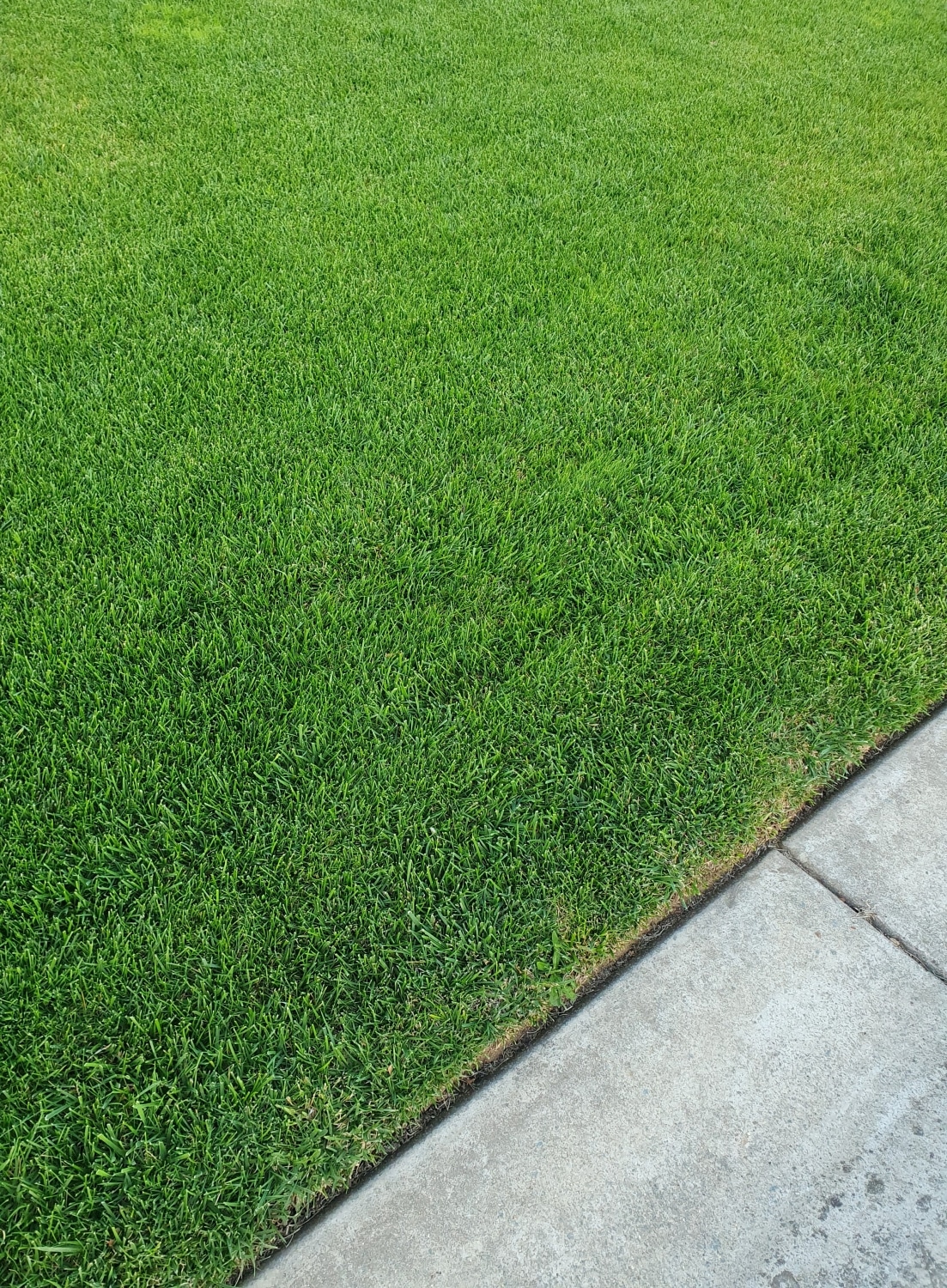 Rtf Tall Fescue Lawn Turf Tasmania Strathayr 2619