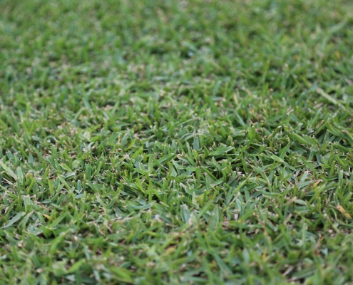 sir walter turf