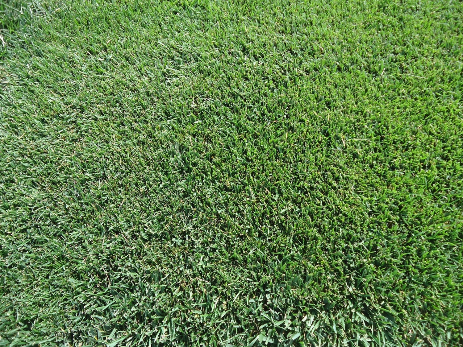 Rtf Tall Fescue Lawn Turf Tasmania Strathayr 5077