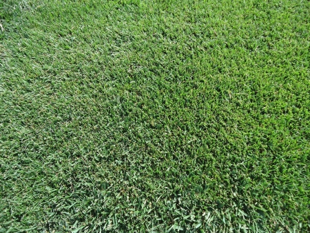 RTF Tall Fescue Lawn Turf | Tasmania - StrathAyr