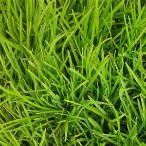 RTF tall fescue grass