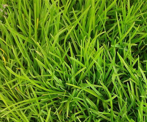 RTF tall fescue grass