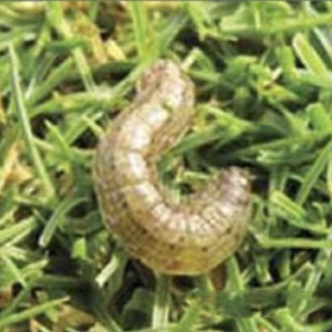 download cut worms in lawn