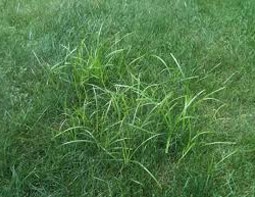 Nut grass weed
