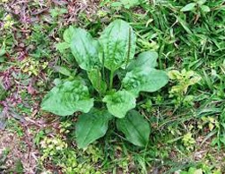 Plantain weed