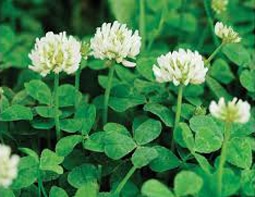 White clover weed