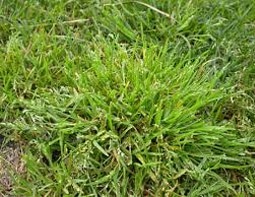 Winter grass weed
