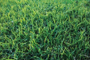 Eureka Kikuyu turf