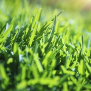 General Lawn Care Hints & Tips