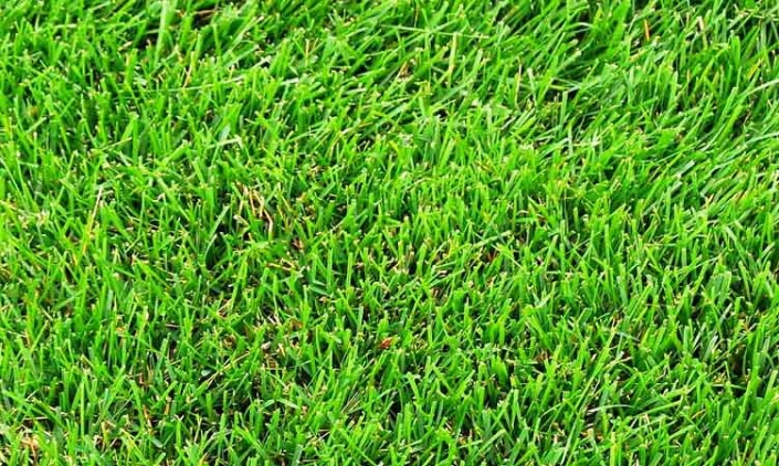 Instant Turf | Make The Right Choice For Your Lawn - StrathAyr