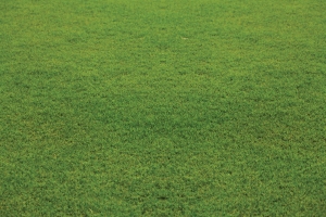 Nullarbor couch grass