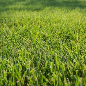 RTF Tall Fescue Grass Turf Lawn Melbourne & Tasmania | StrathAyr