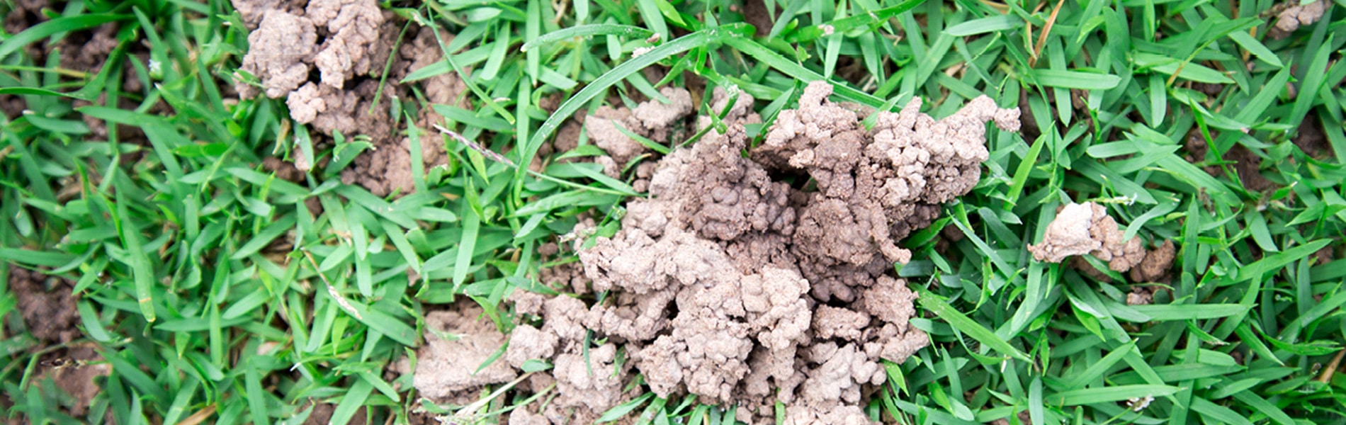 GOT WORMS? StrathAyr