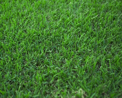 Nullarbor couch grass