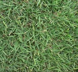 Nullarbor grass