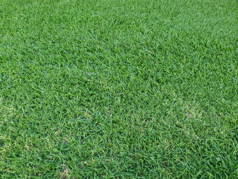 Kikuyu Turf | Eureka Kikuyu | PBR Turf - StrathAyr