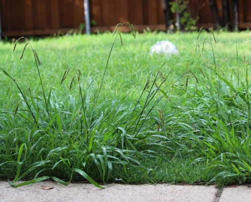 Overgrown weeds in the backyard, Crab Grass Weed in the Lawn