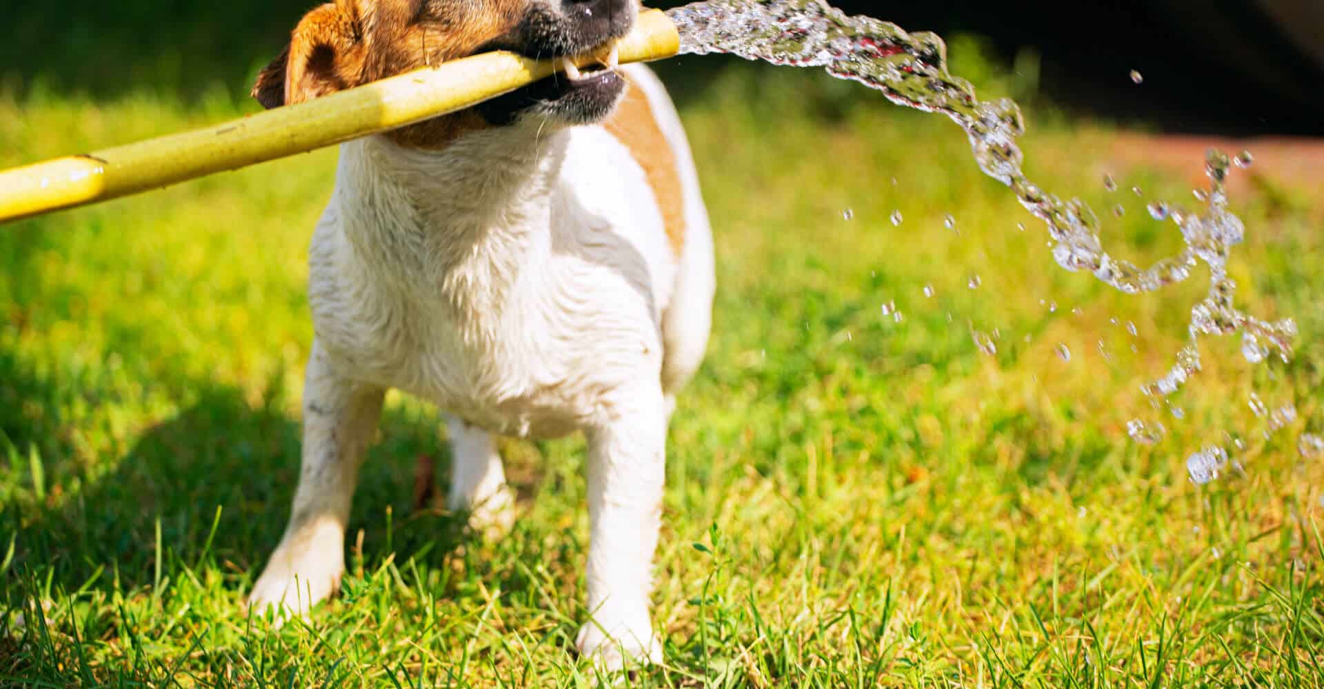 How to Tell if Pets are Damaging Your Australian Lawn - Damaging Lawn From Dog