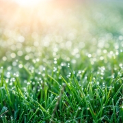 background of dew drops on bright green grass with sun beam. Bright natural bokeh. Soft focus.