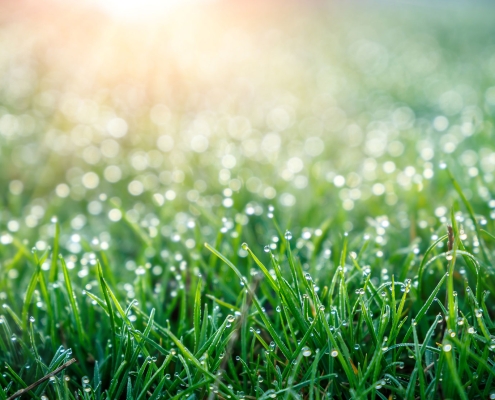 background of dew drops on bright green grass with sun beam. Bright natural bokeh. Soft focus.