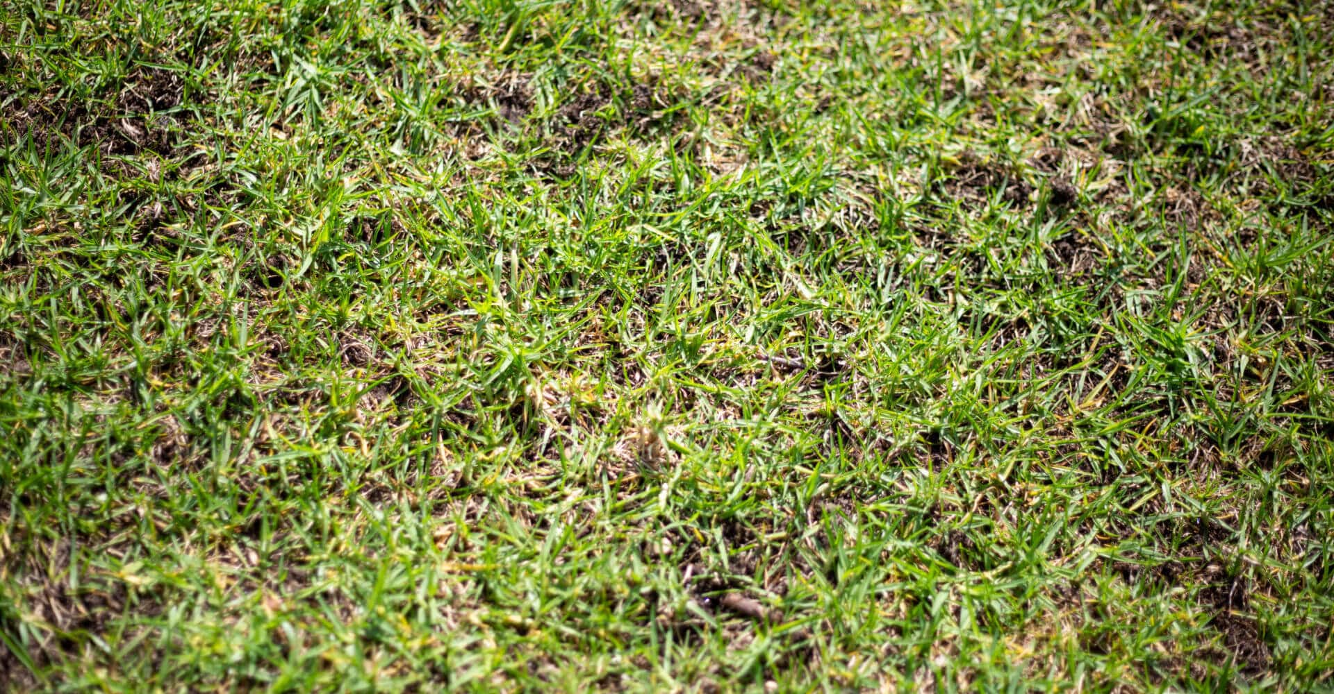 Treat Lawn Dry Spots A Guide by Australian Turf Experts