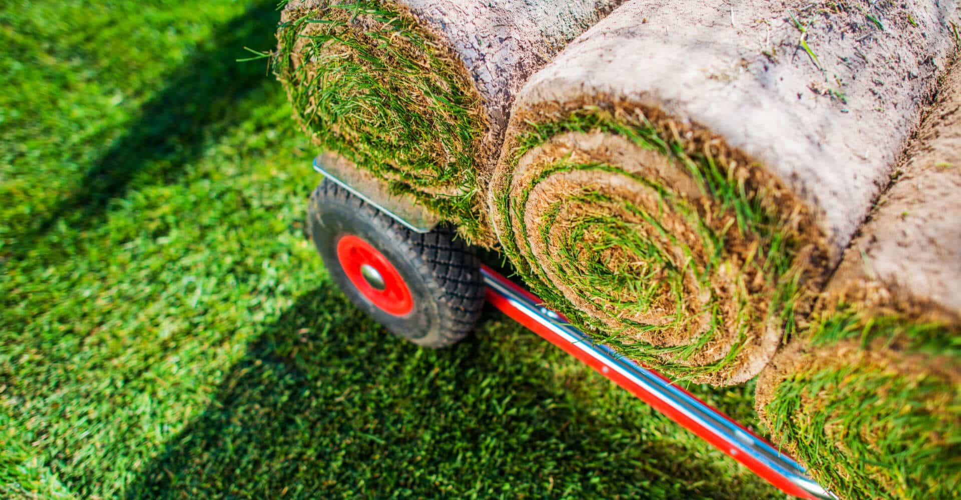 The Howto Guide Watering Your Instant Lawn in Australia