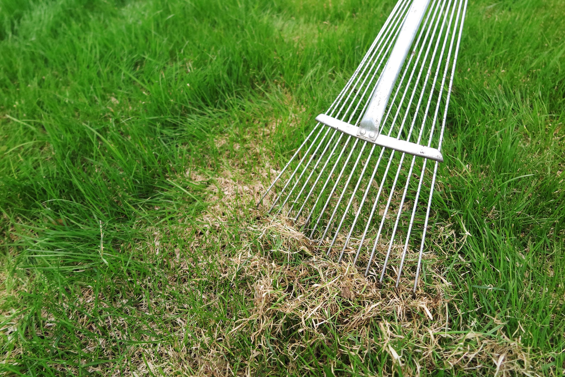 How, Why and When to Dethatch Your Lawn in Victoria