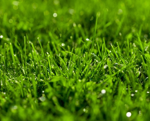 Close-up green lawn, fresh and wet. Beautiful texture with bokeh and sun flares.