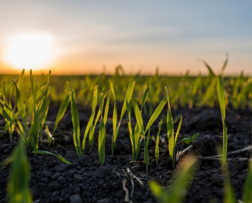 green grass seedlings growing