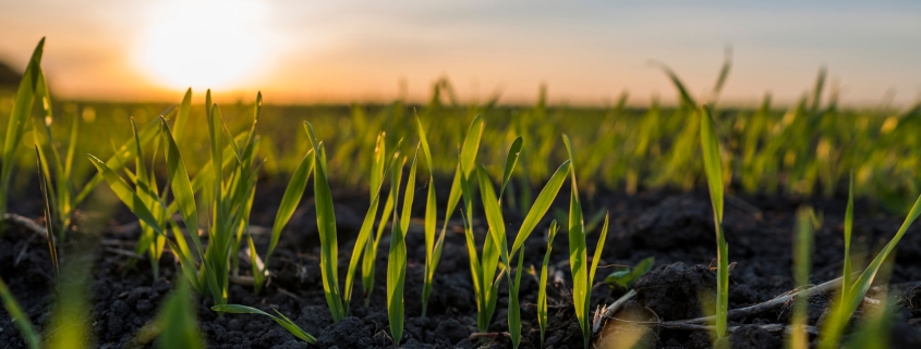 green grass seedlings growing