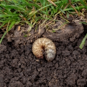 White lawn grub in soil with grass.
