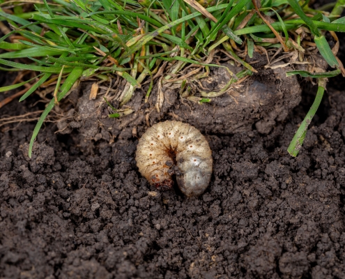 White lawn grub in soil with grass.