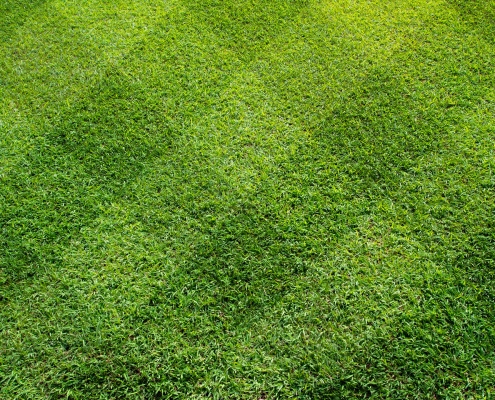 Top view of Beautiful square tone lawn