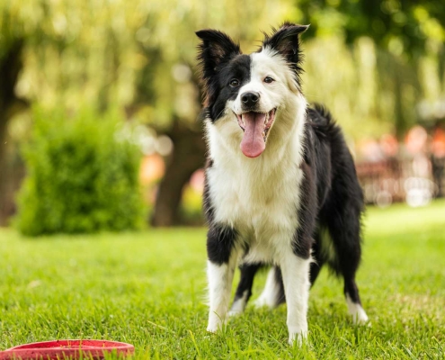 Young black and white border collie standing on grass with frisbee