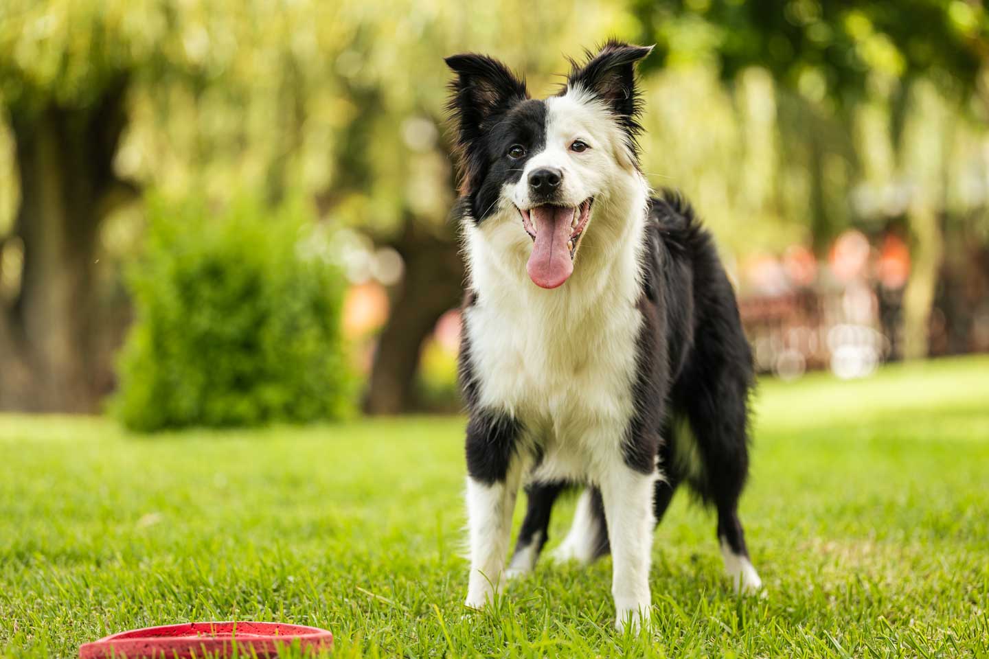 the-best-type-of-grass-for-dog-owners