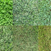 Various Grass Types