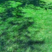 a grass backyard green yard lawn hiking trail clearing sunny tree shadows clear lush trees shadow