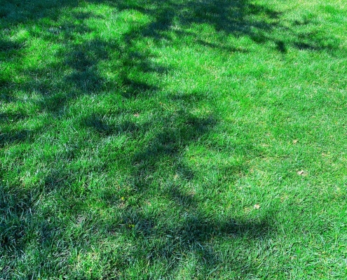 a grass backyard green yard lawn hiking trail clearing sunny tree shadows clear lush trees shadow