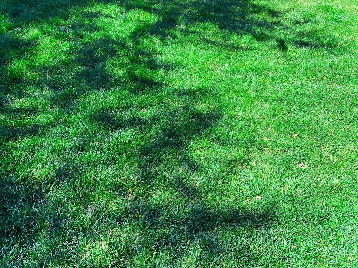 Which Grass Varieties Grow Better In The Vic Tas Shade