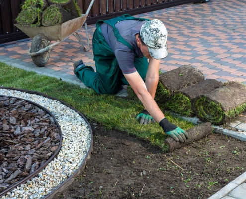 Gardener applying turf rolls in the backyard