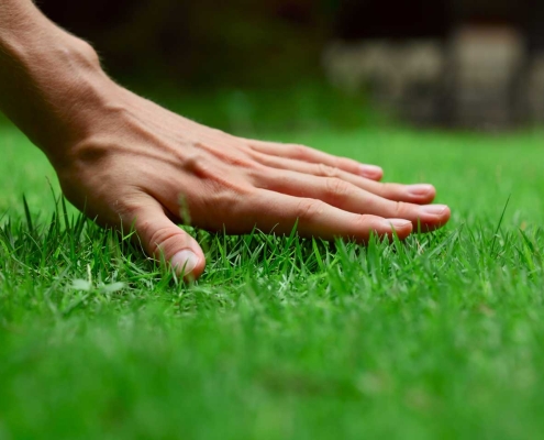 Hand on green lush grass