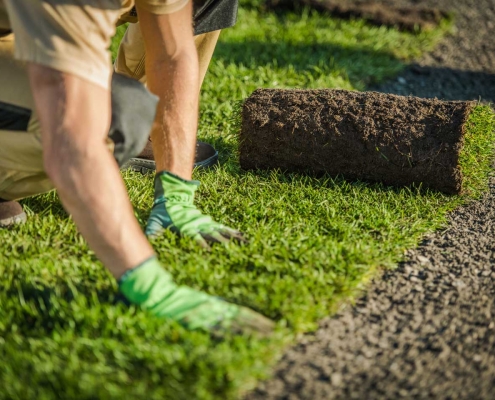 Professional Landscaper Lay Natural Grass Turfs