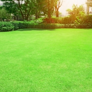 TifTuf grass