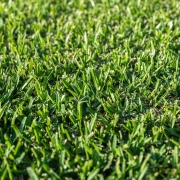 kikuyu grass