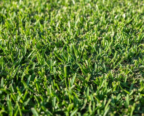 kikuyu grass