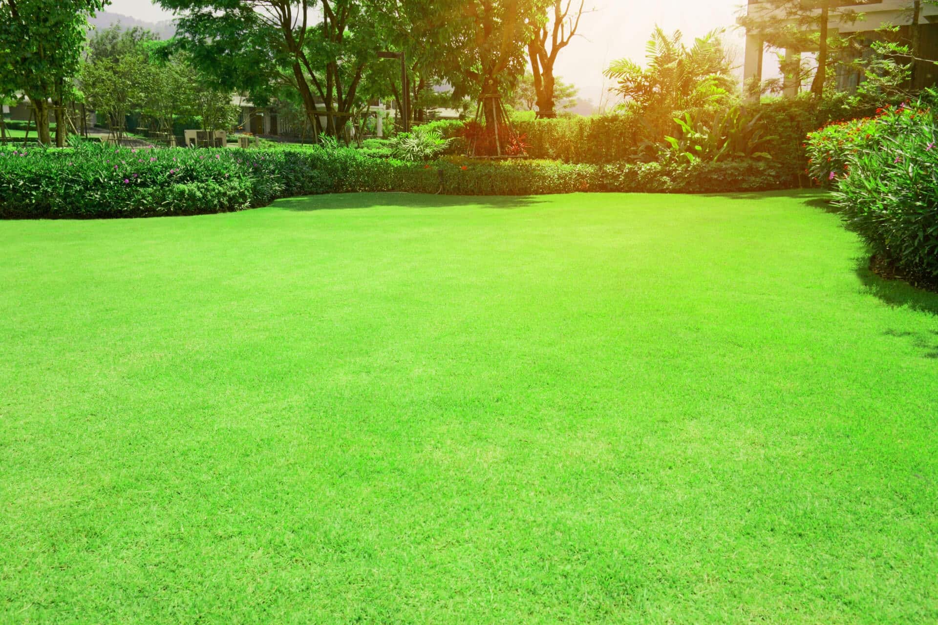 bermuda-grass tiftuf lawn