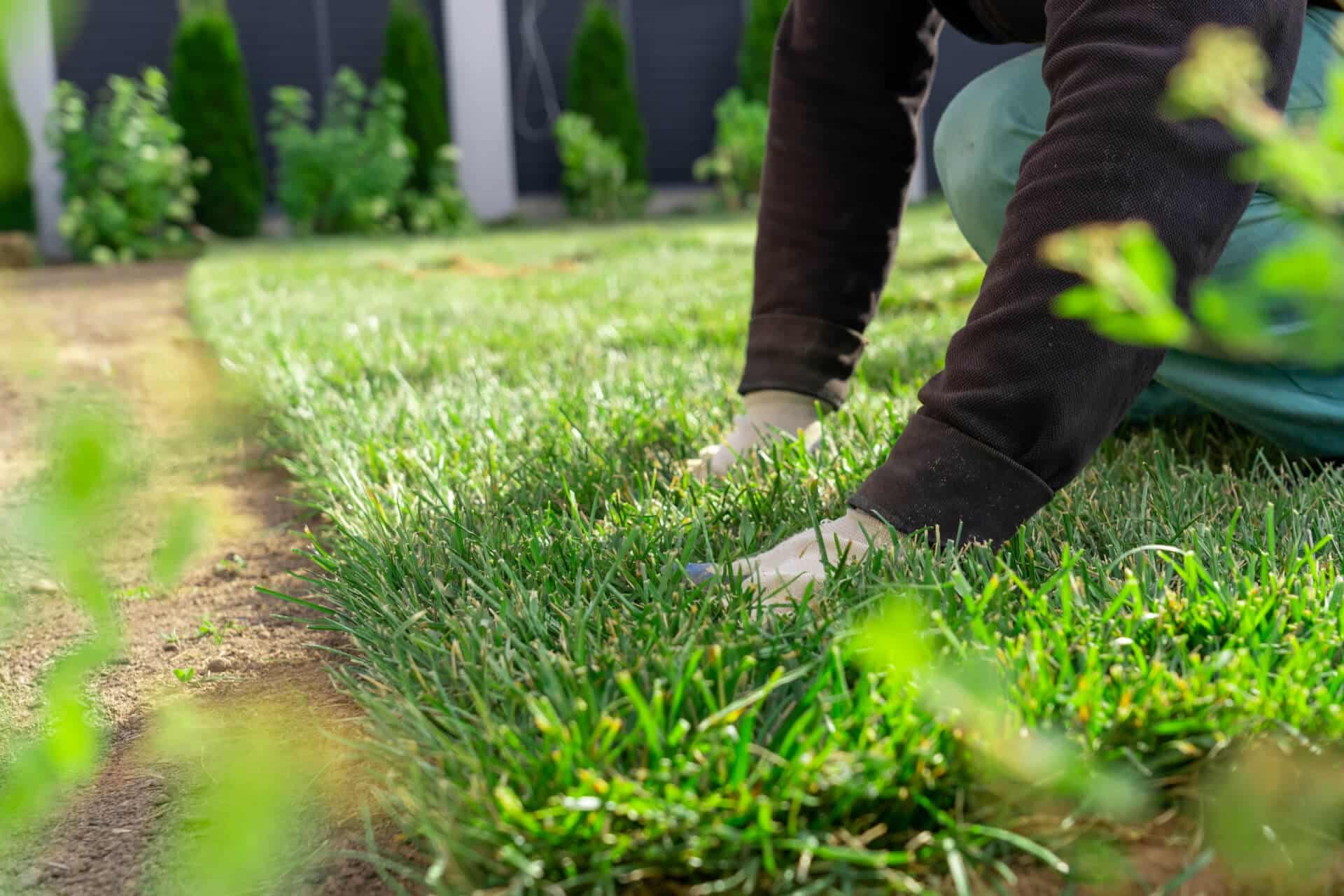 Top Tips for Top Dressing Your Instant Lawn in Australia