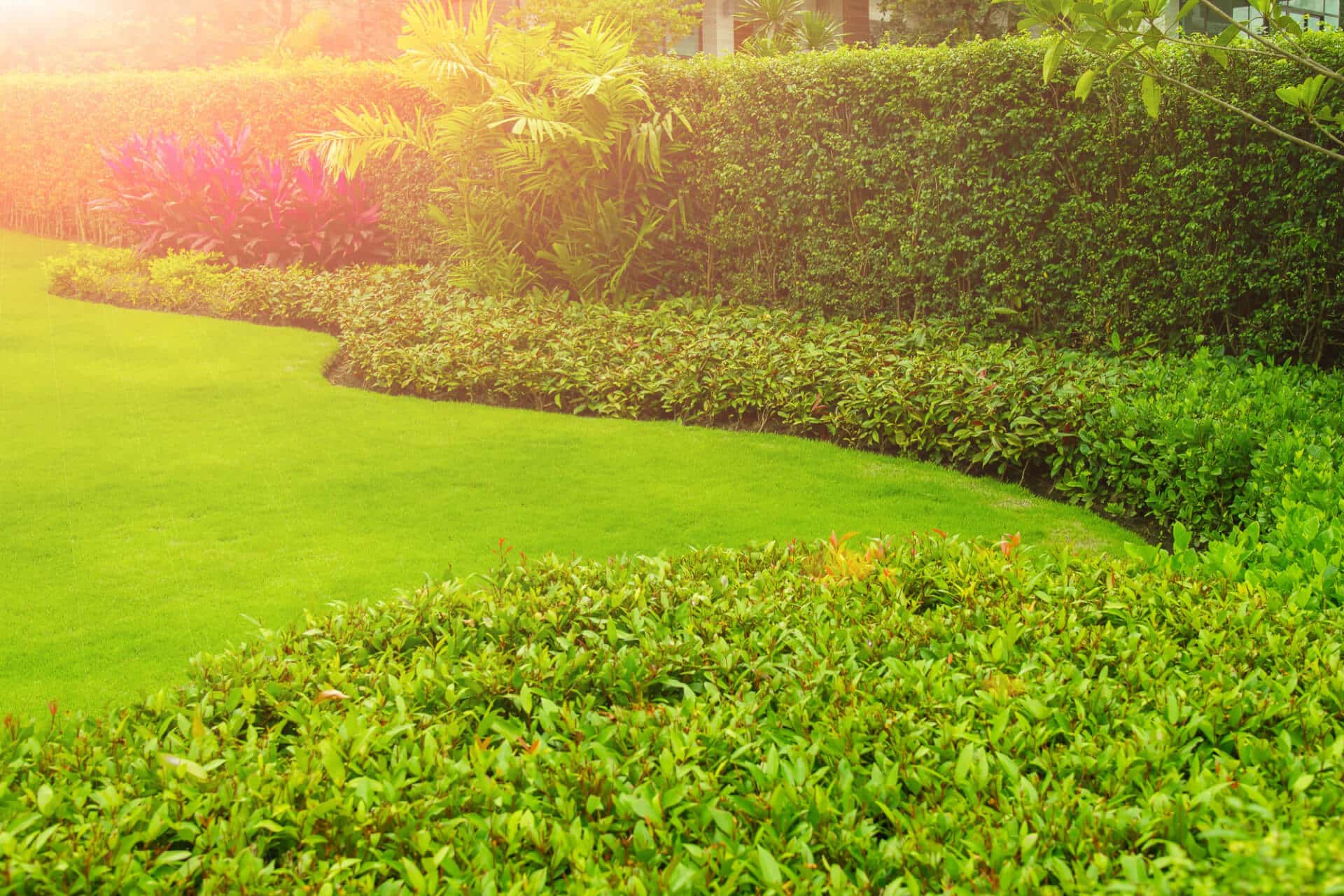 lawn-care-tips-for-australian-climate-what-you-need-to-know